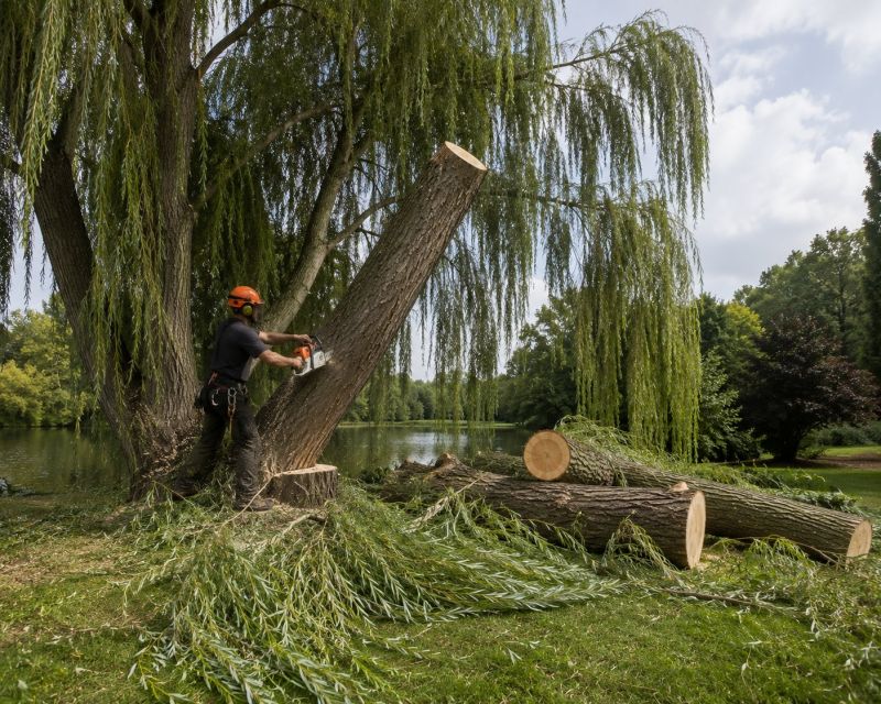 Apple Tree Removal in Reno, NV