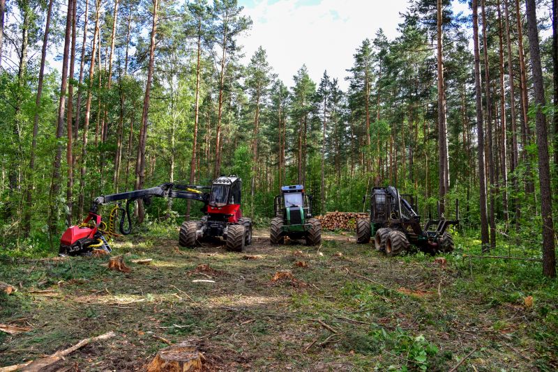 Pine Tree Clearing in Utah County, UT