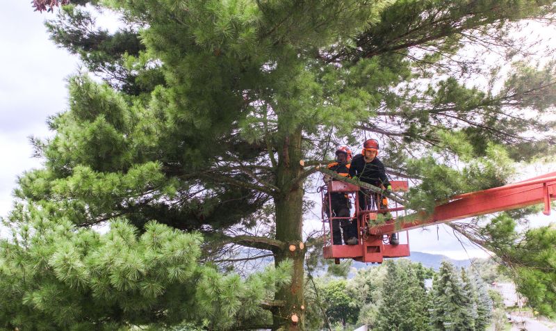 Local Trees Clearing pros at work