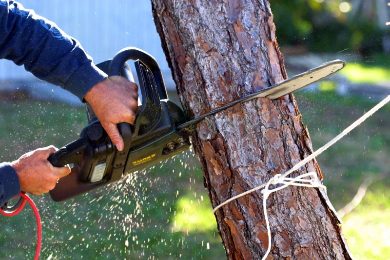 Apple Tree Removal in Doylestown, PA