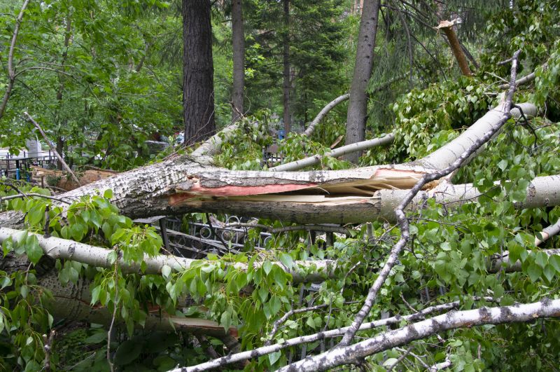Fallen Tree Removal in Allentown, PA