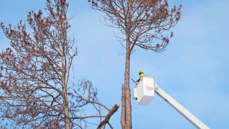 Site Clearing Service