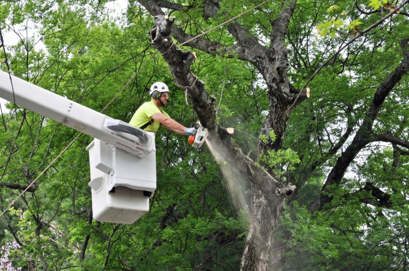 Tree Removal Service in Doylestown, PA