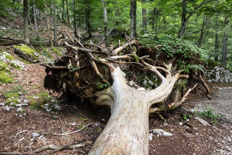 Undergrowth Removal in Gwinnett County, GA